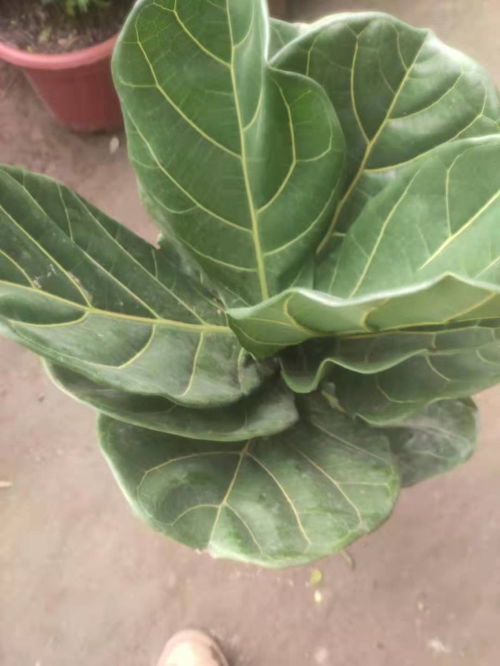 天津开发区绿植租赁与鲜花盆景销售服务全解析