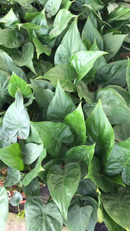 深圳宝安专业绿植租摆公司 美化环境，提升生活品质