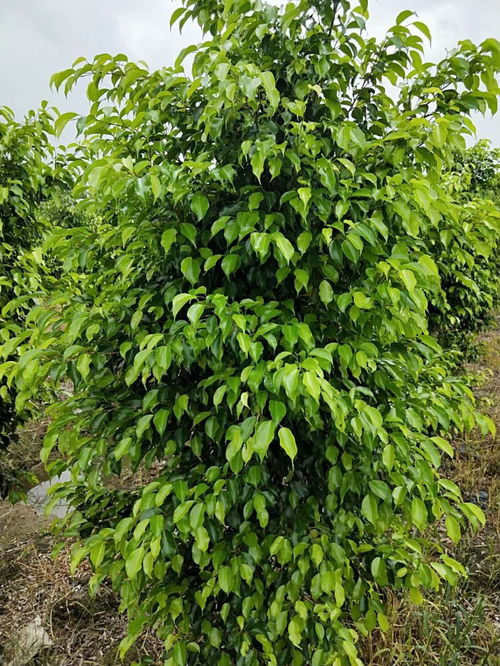 南沙区工厂绿化养护与别墅园林装修 打造绿色生态空间