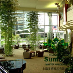 上海喜晴园艺 专业办公楼绿植租赁与绿化养护服务