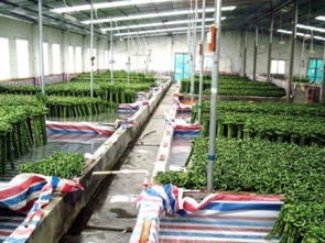 专业绿化服务 室内租赁、室外养护与绿植销售一站式解决方案