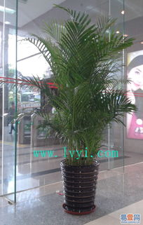 天河区租花公司给力优惠，绿植租摆与花木租售服务详解