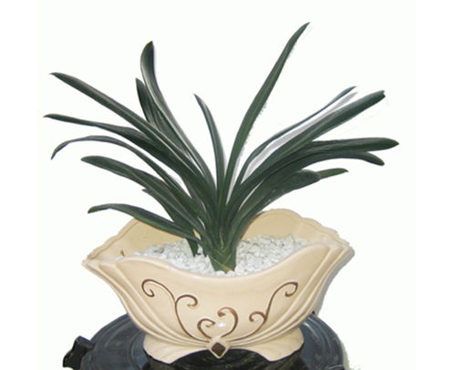 高新区绿植租摆公司 专业盆景销售与免费咨询，多图展示绿色生活