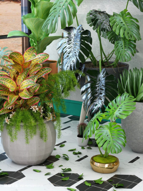 阳台绿植与盆景销售 都市人的心灵港湾与创业机遇