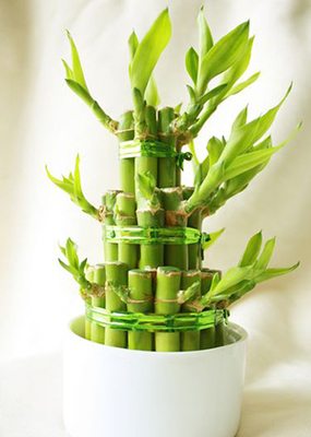 办公室放什么植物风水好？运势上涨必备好绿植