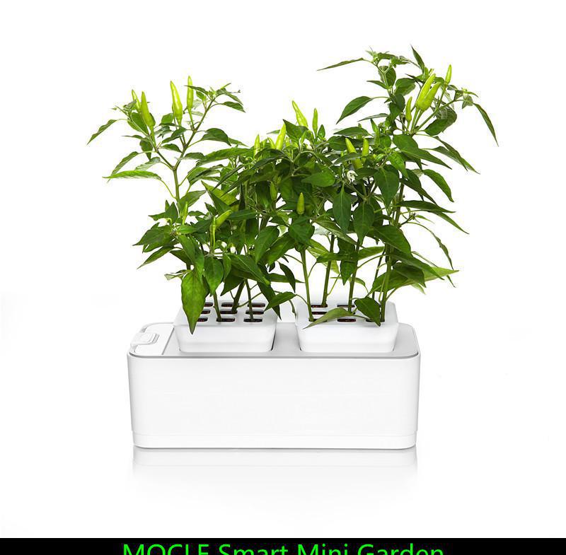 绿意盎然 探索草盆栽与水栽花卉的创意室内盆景世界