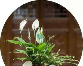 办公室绿意 多肉植物与精品小花的完美组合