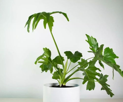 这些绿植盆栽养护简单，美观易活，你养过几种？