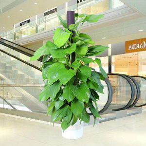 广州园中园绿化景观 专业绿植租摆服务，为您的空间注入自然活力