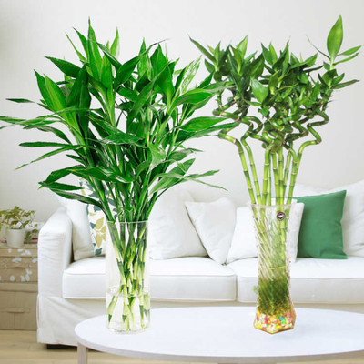 水培富贵竹 绿意盎然的室内风水转运植物