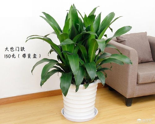 绿植租摆与盆景销售 家居绿意的新选择